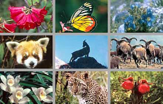 Segudang Ilmu Flora Dan Fauna Indonesia Segudang Ilmu Flora Dan Fauna Indonesia