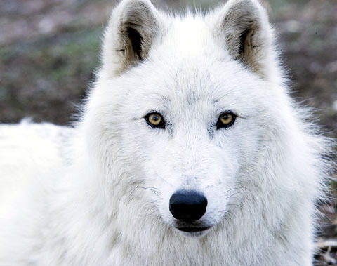 Arctic Wolf Food