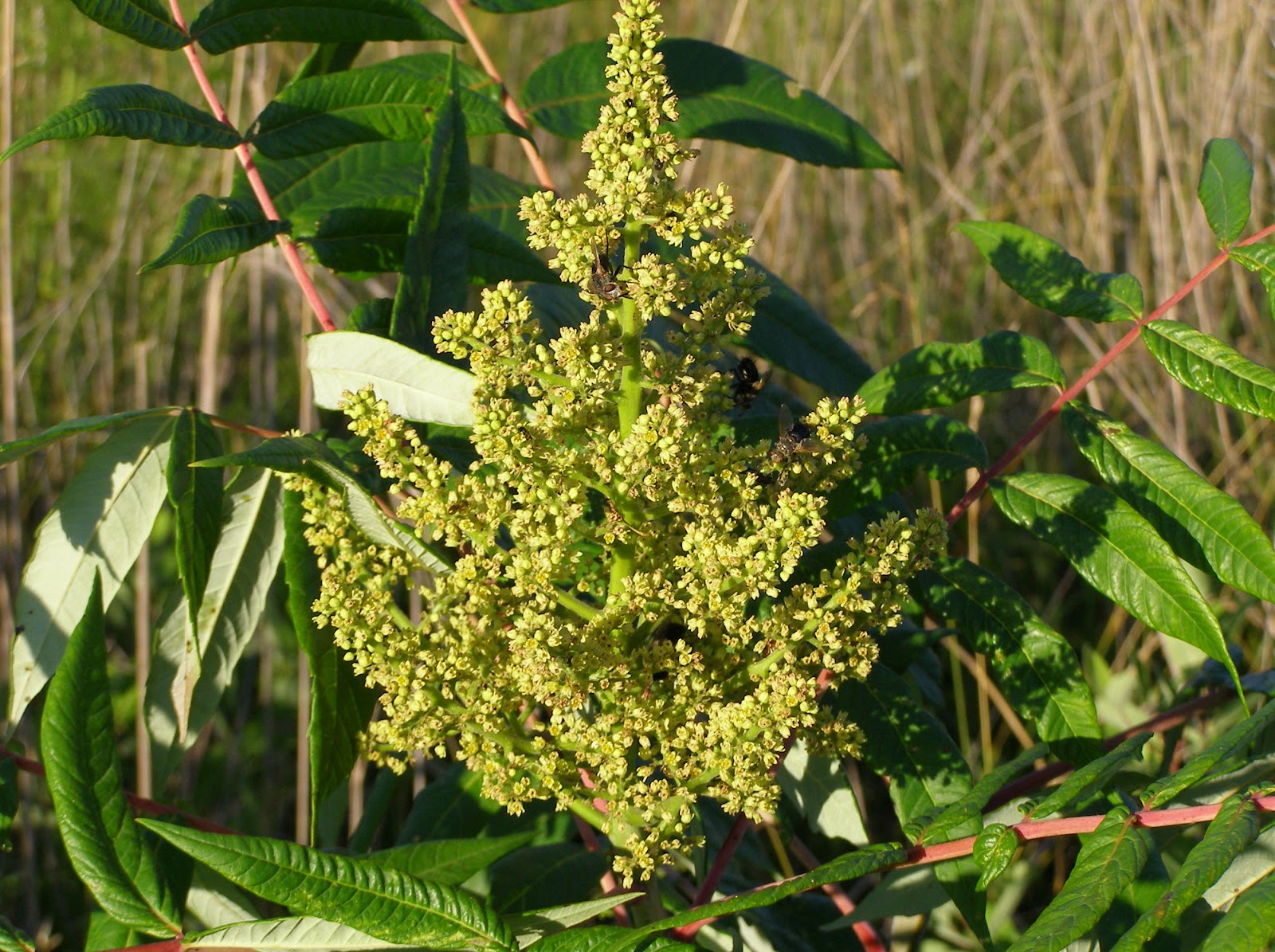 Blue Jay Barrens Smooth Sumac Insects