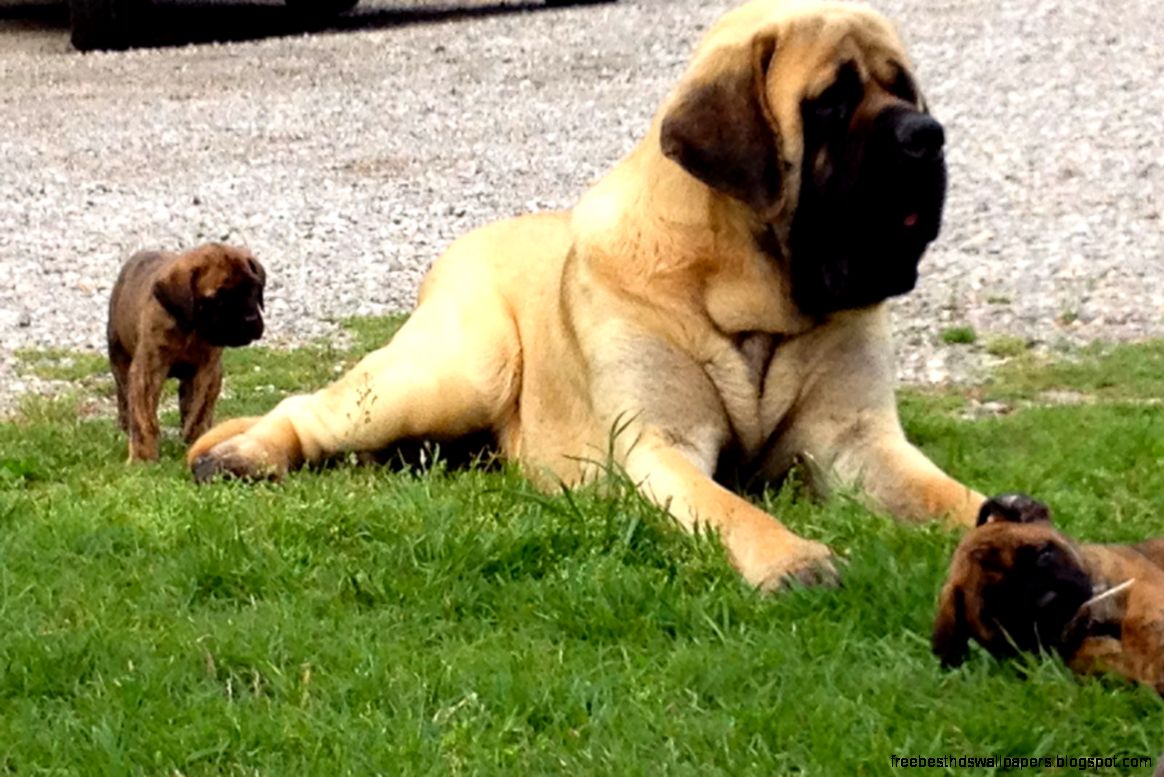 English Mastiff Dog English Mastiff Dog