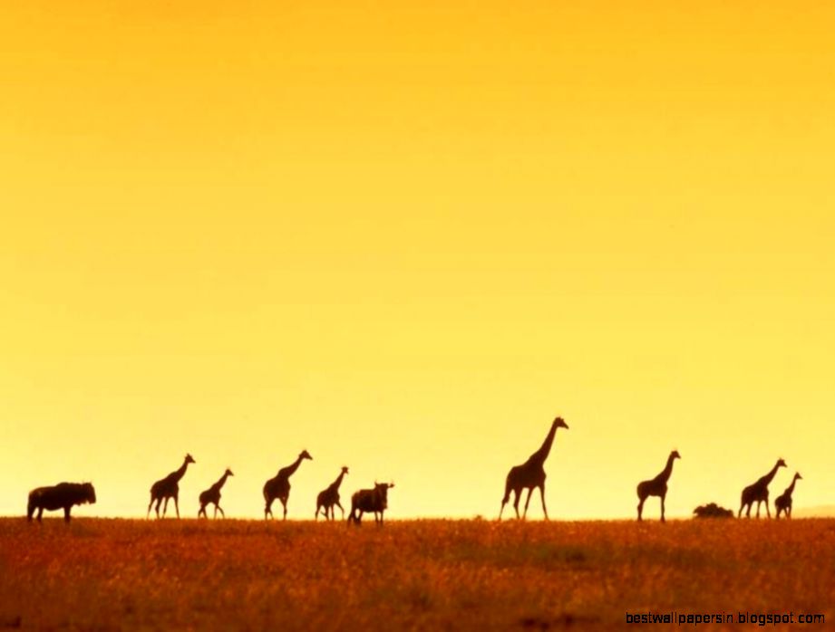 Download HD Giraffe Wallpapers For Desktop Background Free HD Download HD Giraffe Wallpapers For Desktop Background Free HD