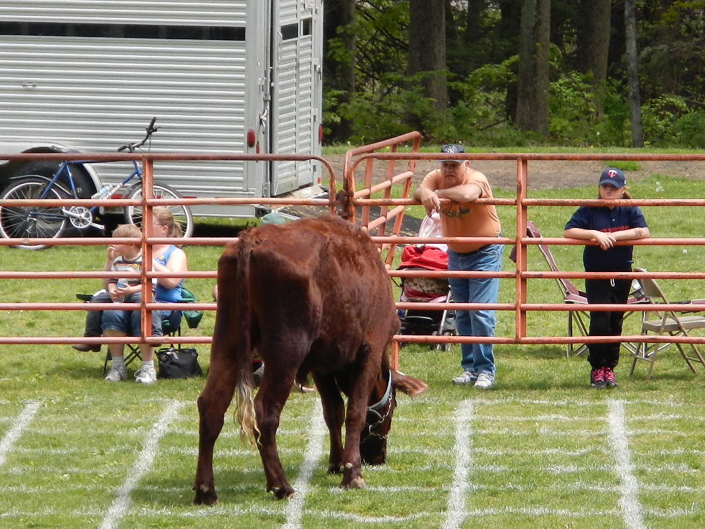Ox Poop