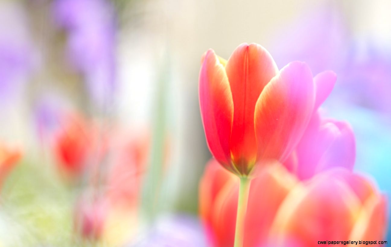 1440x900 Scarlet tulip Wallpaper 1440x900 Scarlet tulip Wallpaper