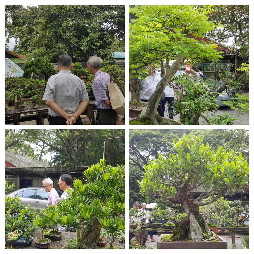Boh's Bonsai and Art Collection (盆栽与艺术之家) Singapore Bonsai Society's
