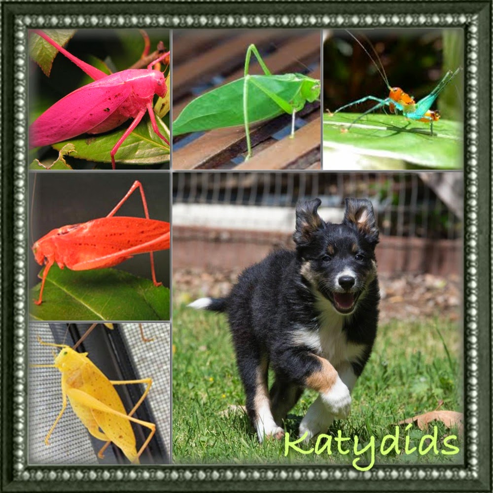 agility adventures Homemade Dog Boots