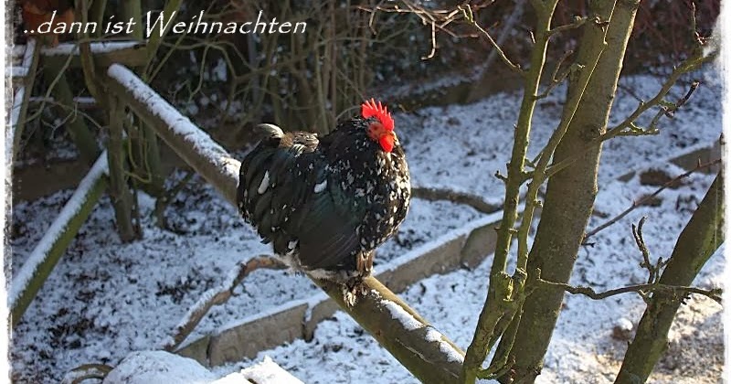 Im Hinterhof