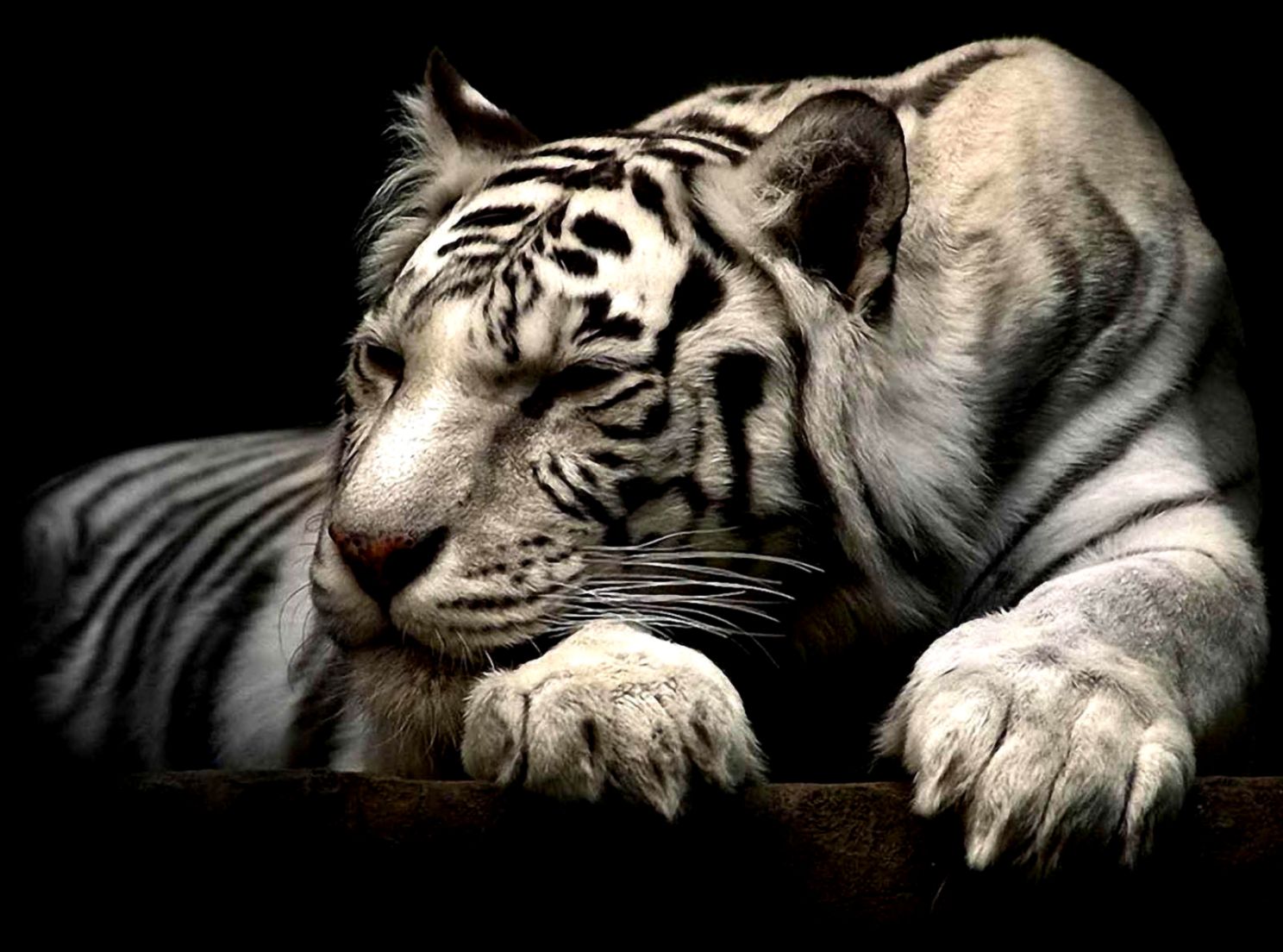 Beautiful White Tiger Beautiful White Tiger