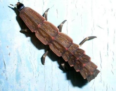 download glow worm bug download glow worm bug