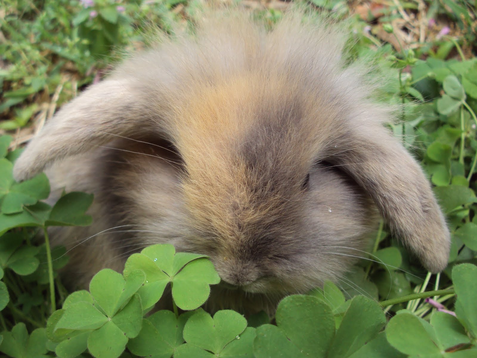 The FAM Farm Rabbit Breeding Policies
