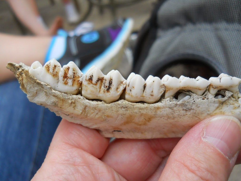 Tigger Time Deer Teeth, Not Dear Teeth