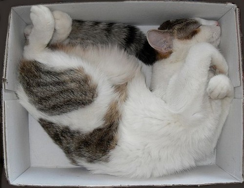 cats in boxes, cats and boxes, cute cat pictures