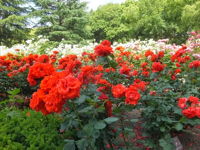 Gottuan S Room バラ園 府立植物園