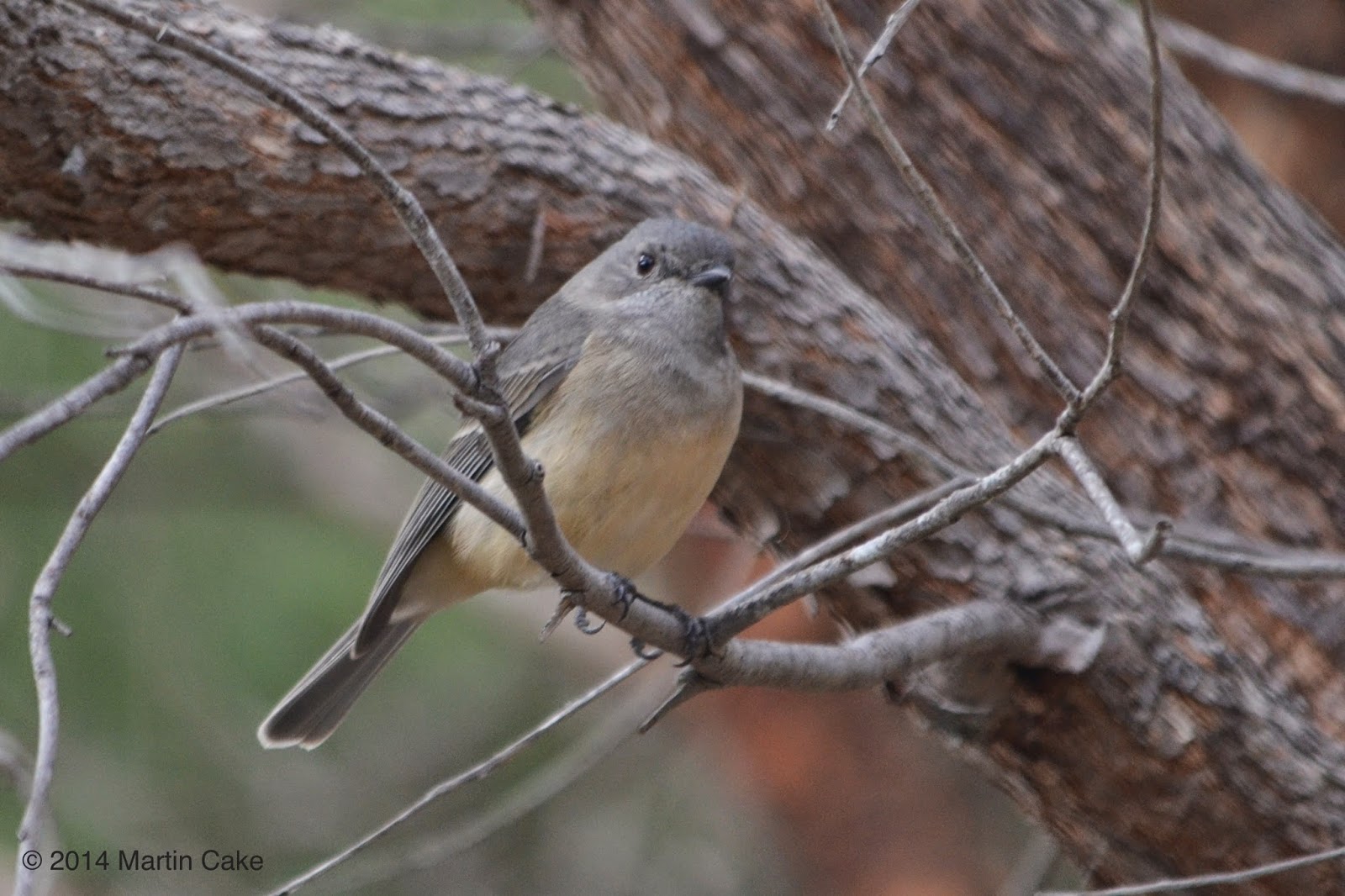 Leeuwin Current Birding New almostendemic species for WA Western
