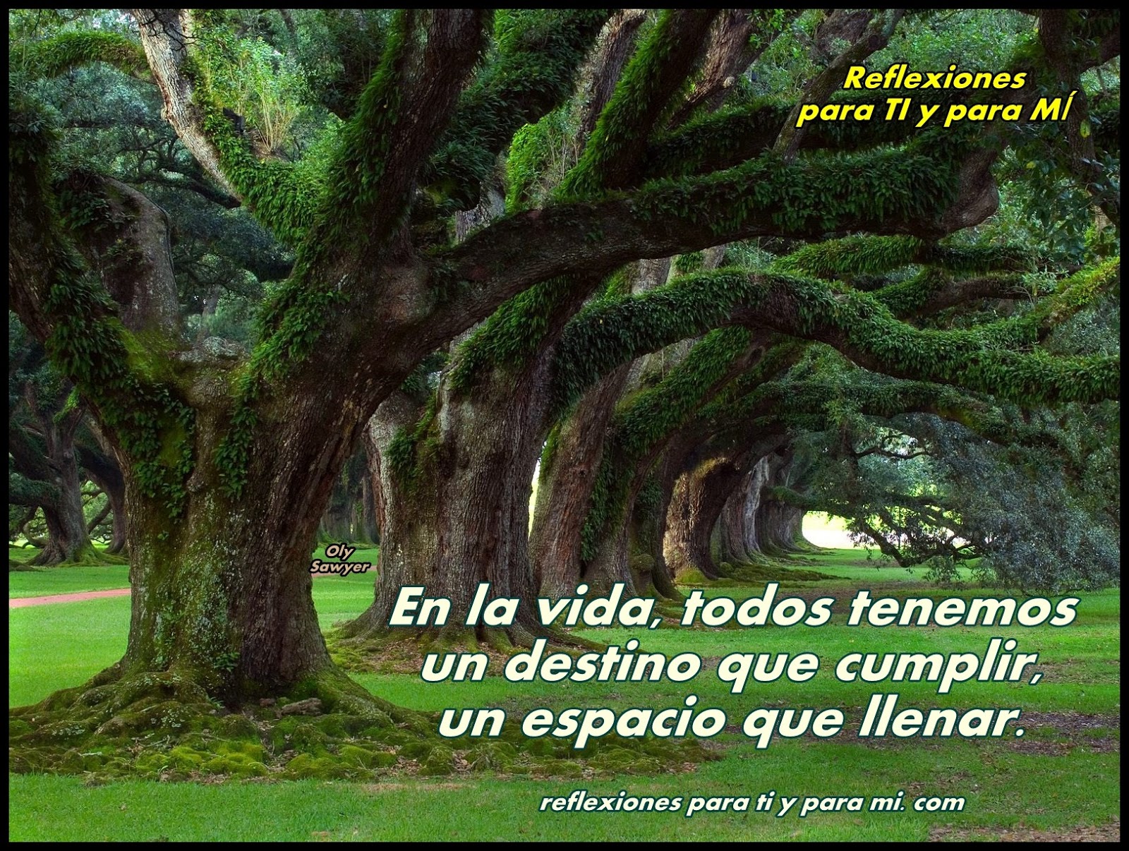 Reflexiones para TI y para MÍ *** El Árbol Confundido (Reflexión)