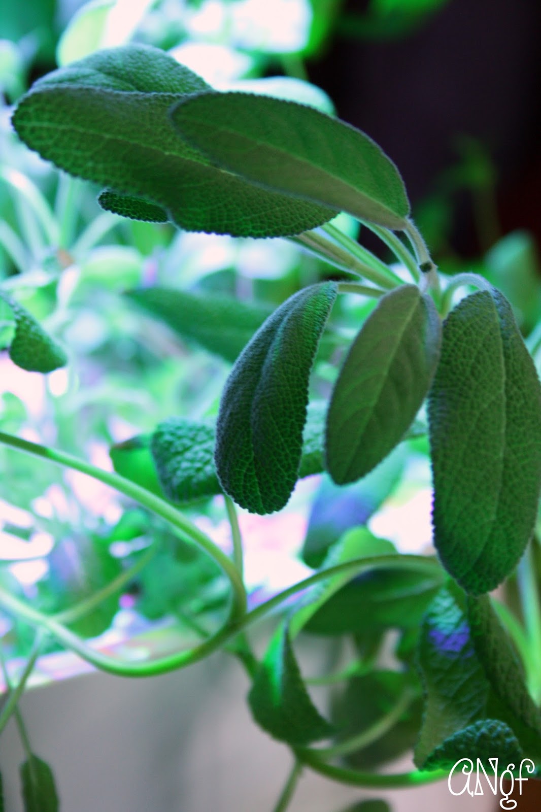 Anyonita Nibbles GlutenFree Recipes How to Make Rubbed Sage with a