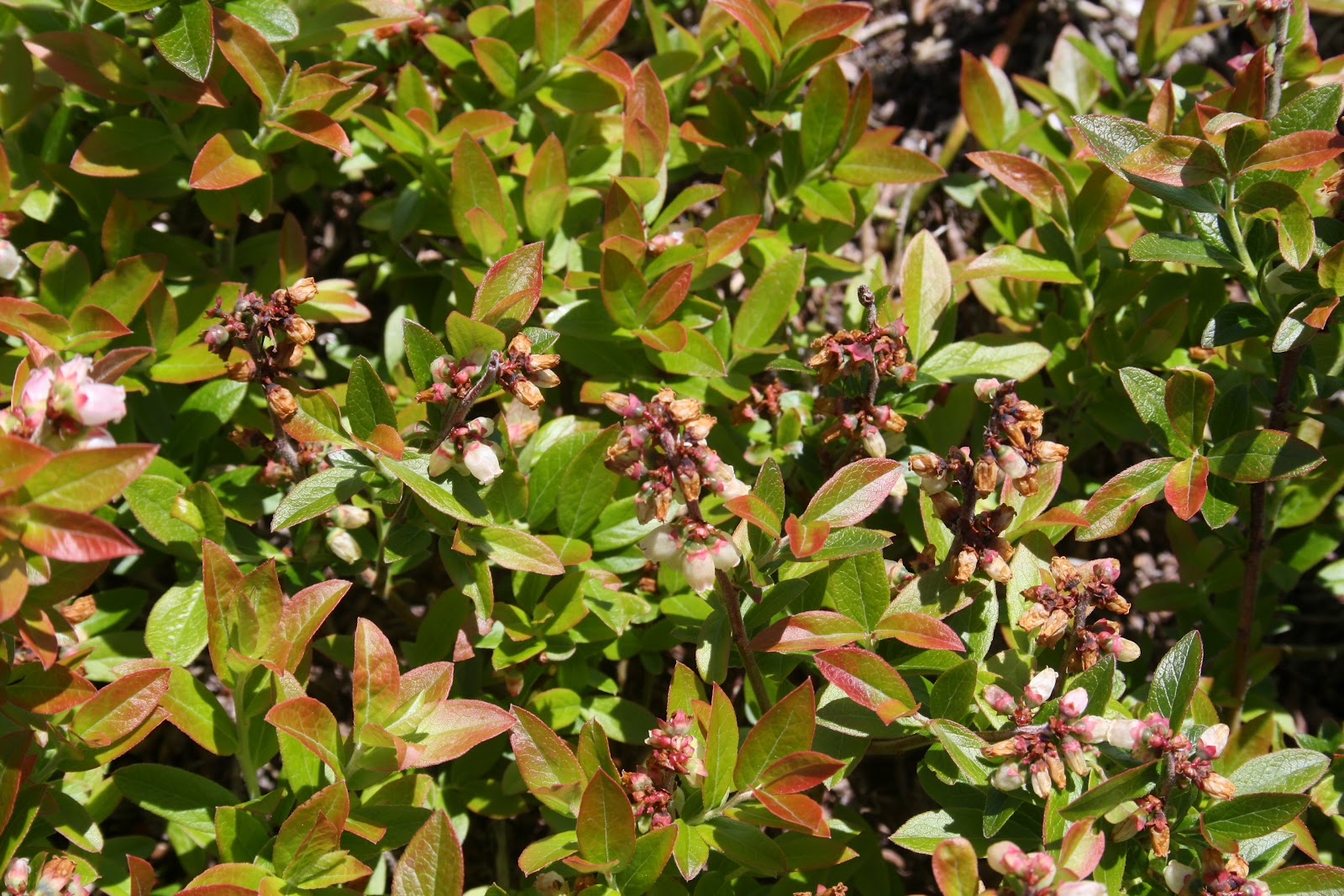 Nova Scotia Lowbush Blueberry Blog Frost Damage