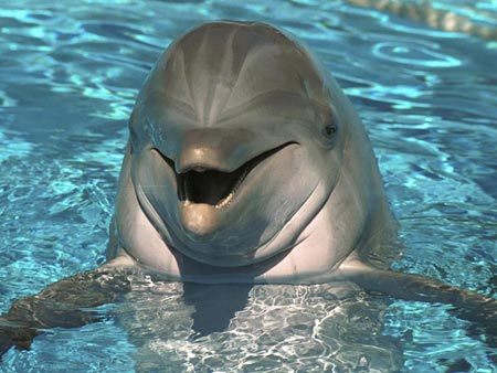 Fondo de pantalla delfines en movimiento - Imagui