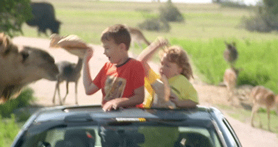 Animals vs kids (40 gifs), animals being jerks gif, camel scares kids