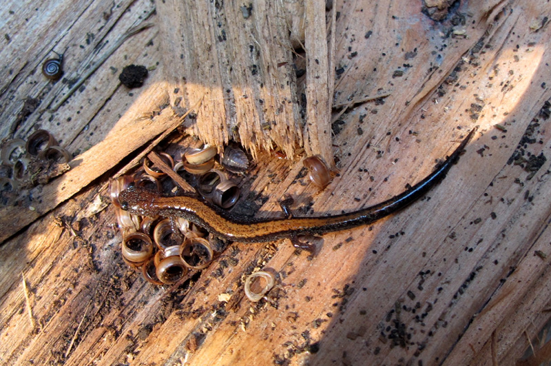 Squirrel's View Ringneck Snake