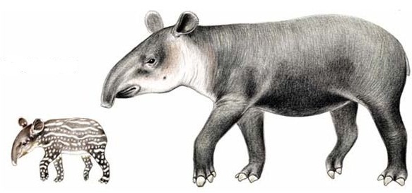 Hewan Tapir Yang Unik Dan Khas