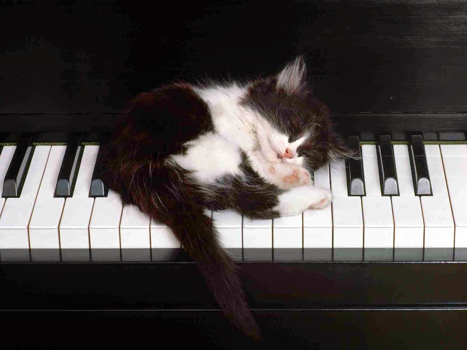 kot muzyczny