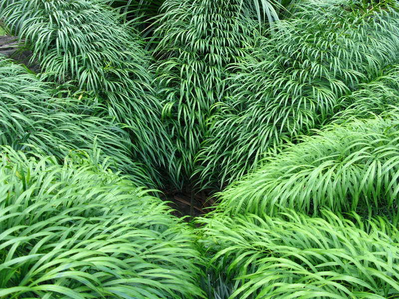 Cycas debaoensis Alchetron, The Free Social Encyclopedia