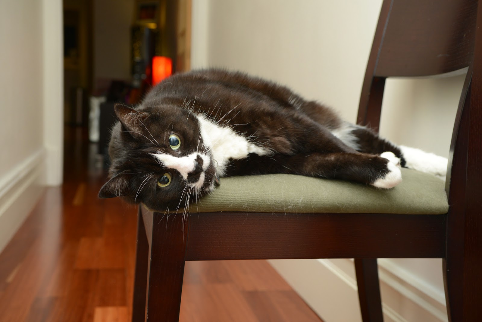 Small Animal Talk What do pet cats really need?