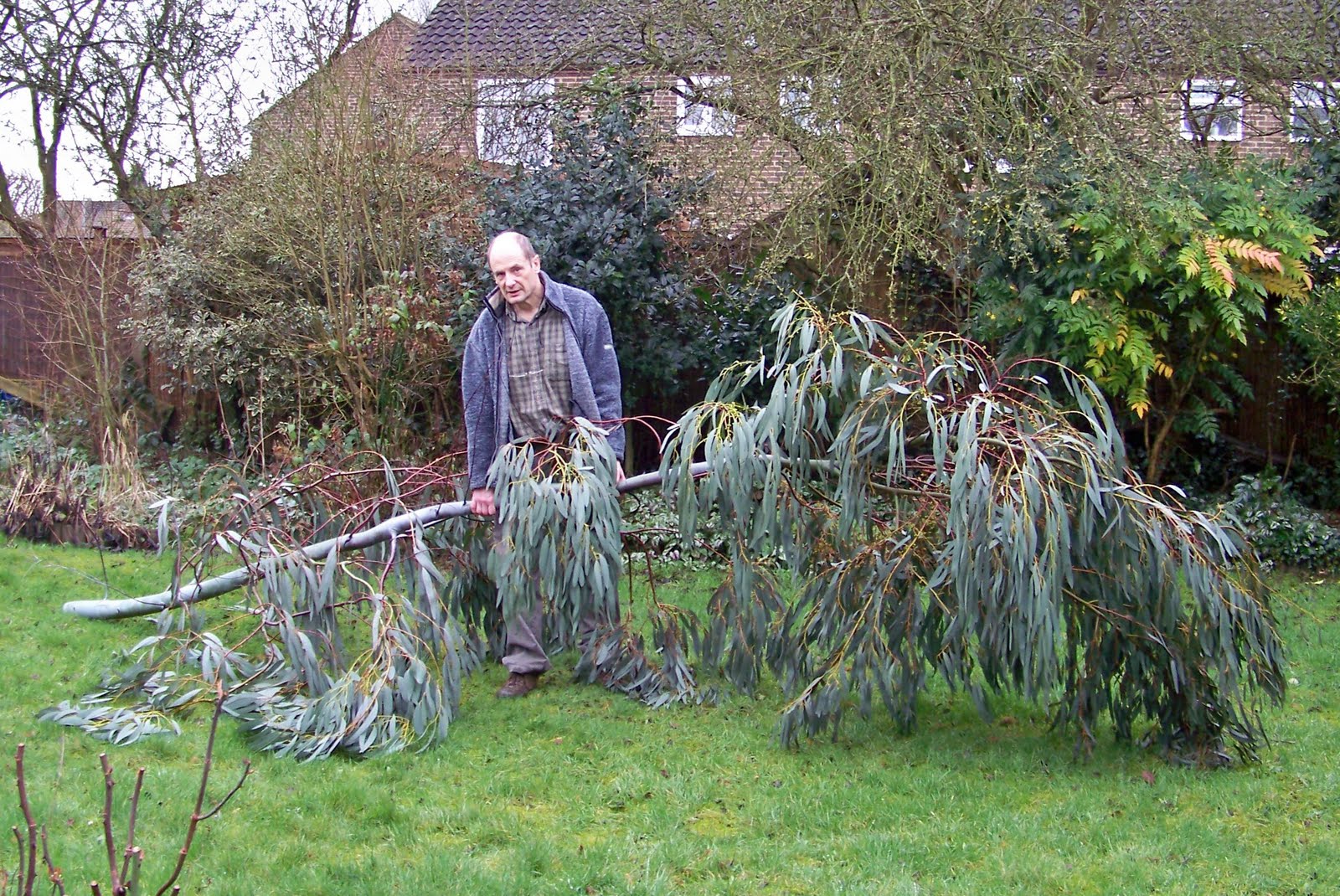 Bowyer's Diary Pruning Eucalyptus