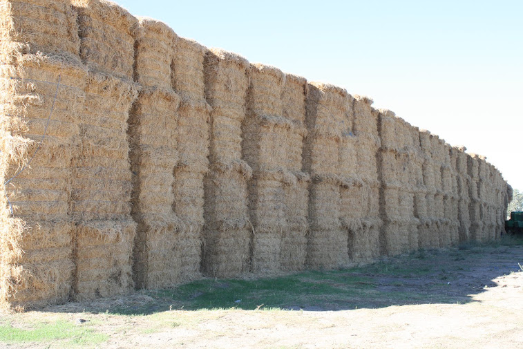 Wall of Hay
