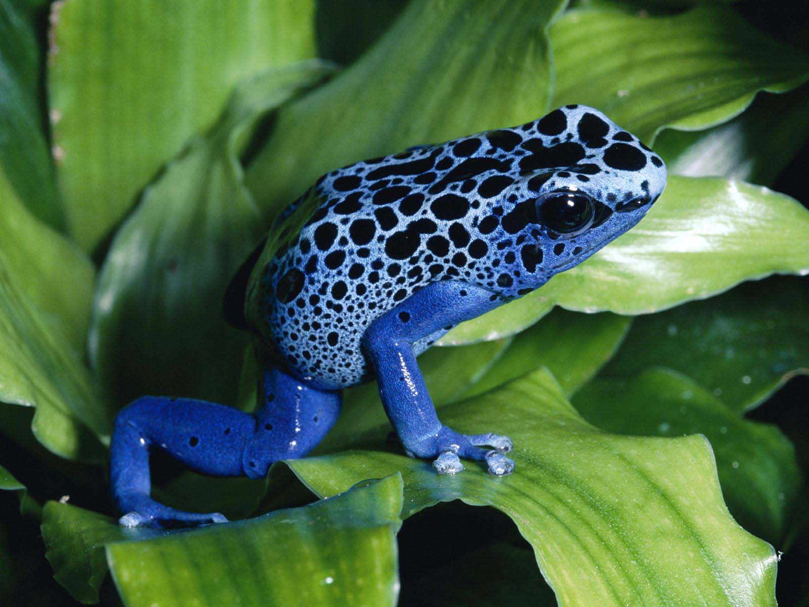 http://3.bp.blogspot.com/-KFEZ28HQDiM/TpfNnJ5EFyI/AAAAAAAAAQo/VXUjOxzJ1tw/s1600/Frogs-funny-and-colorful-HD-Wallpapers-4.jpg
