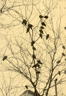 http://3.bp.blogspot.com/-KFPeB1HYnBU/ULFOLhG2FwI/AAAAAAAAx8U/AIO49pOyioE/s400/52088-birds_in_tree.jpg