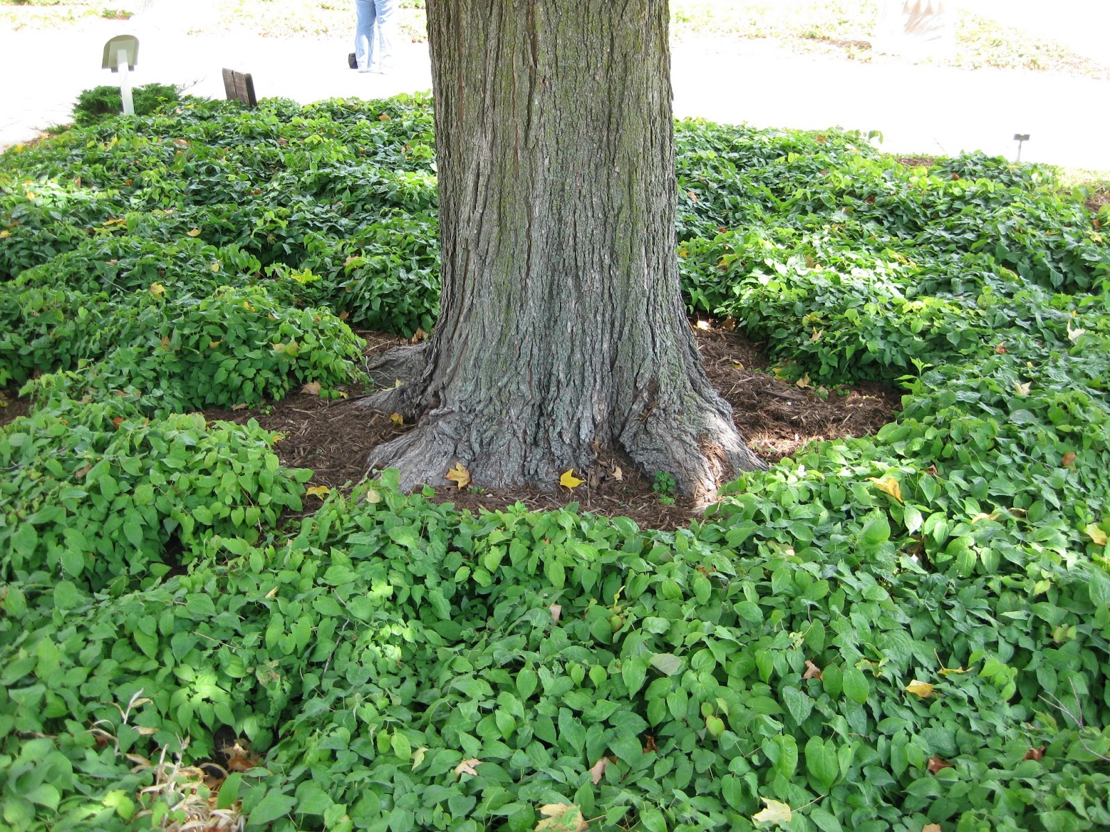 Rotary Botanical Gardens Hort Blog Barrenwort Foliage