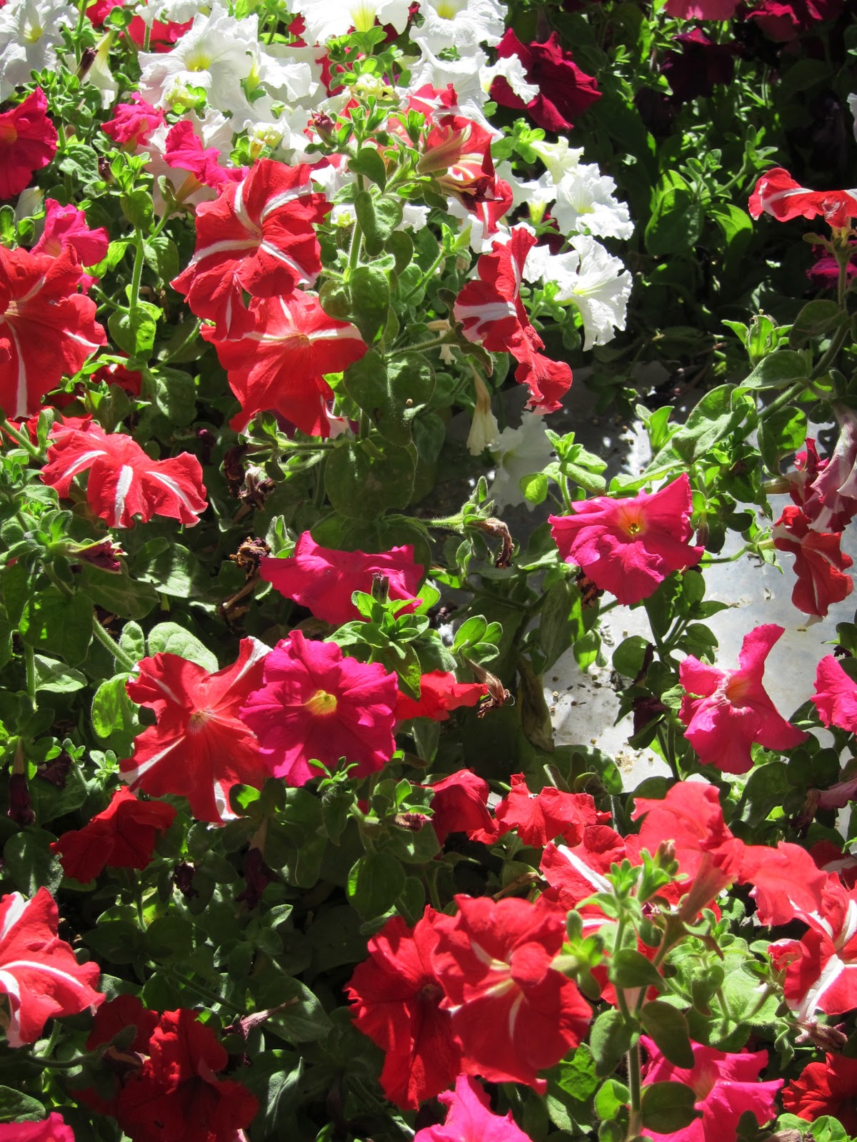 Less Room, MORE BLISS! Learning from Learning Petals 40 Tips for a