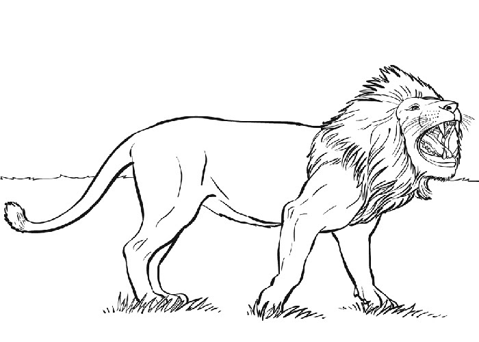 Wild Animal Lion King of The Jungle Coloring Pages
