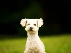 Cute Poodle Puppy Pictures Cute Poodle Puppy Pictures