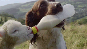 Funny animal gifs, animated gif, dog feeding baby lamb