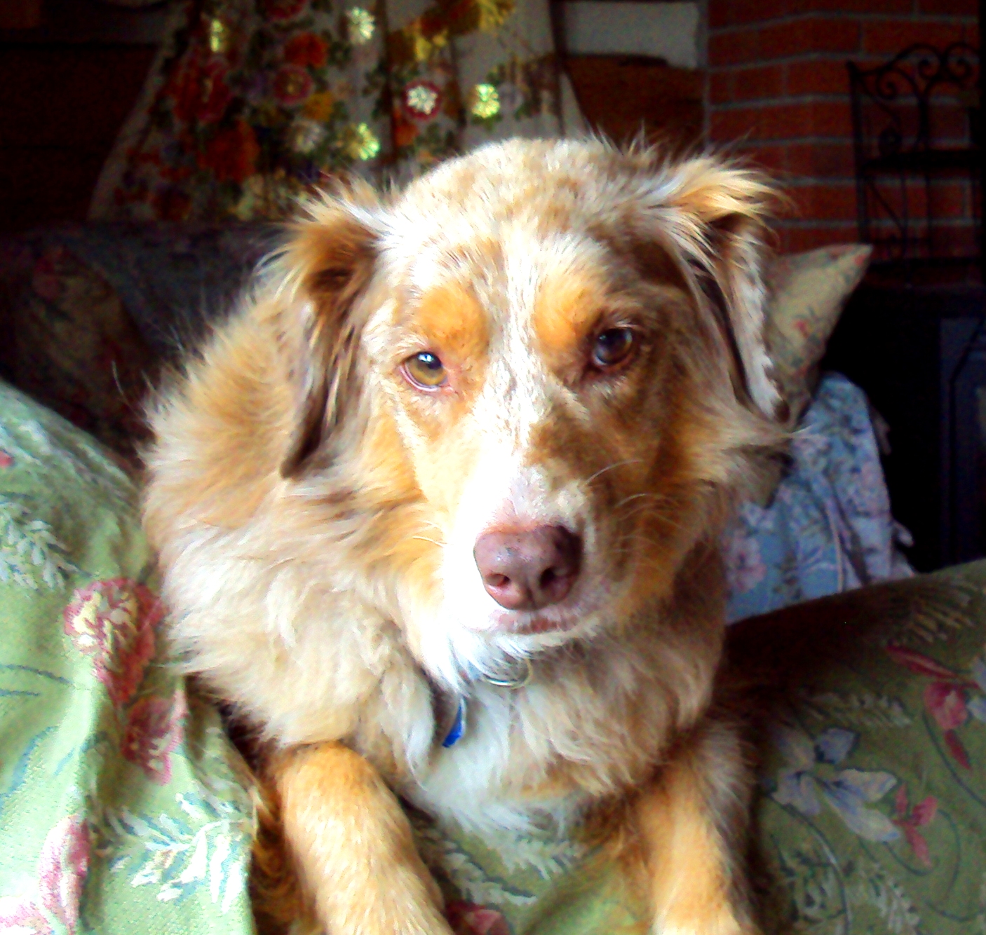 Ottawa Valley Dog Whisperer AFFECTION AND YOUR DOG