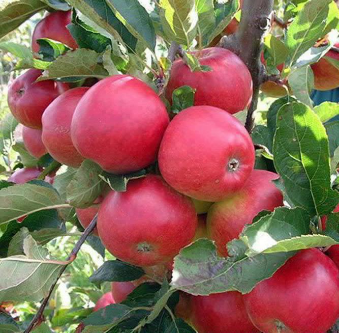 Apple crop at Joshi Math, Uttarakhand. Uttarakhand News