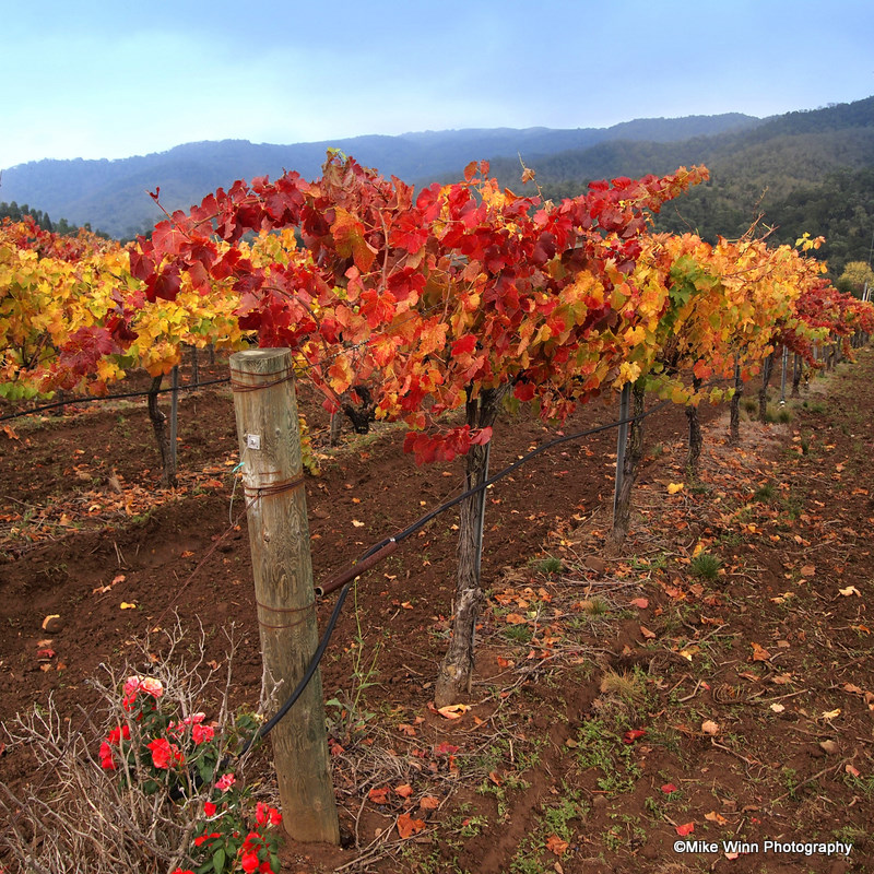 Mike's Photo Adventures Grape vines in the fall