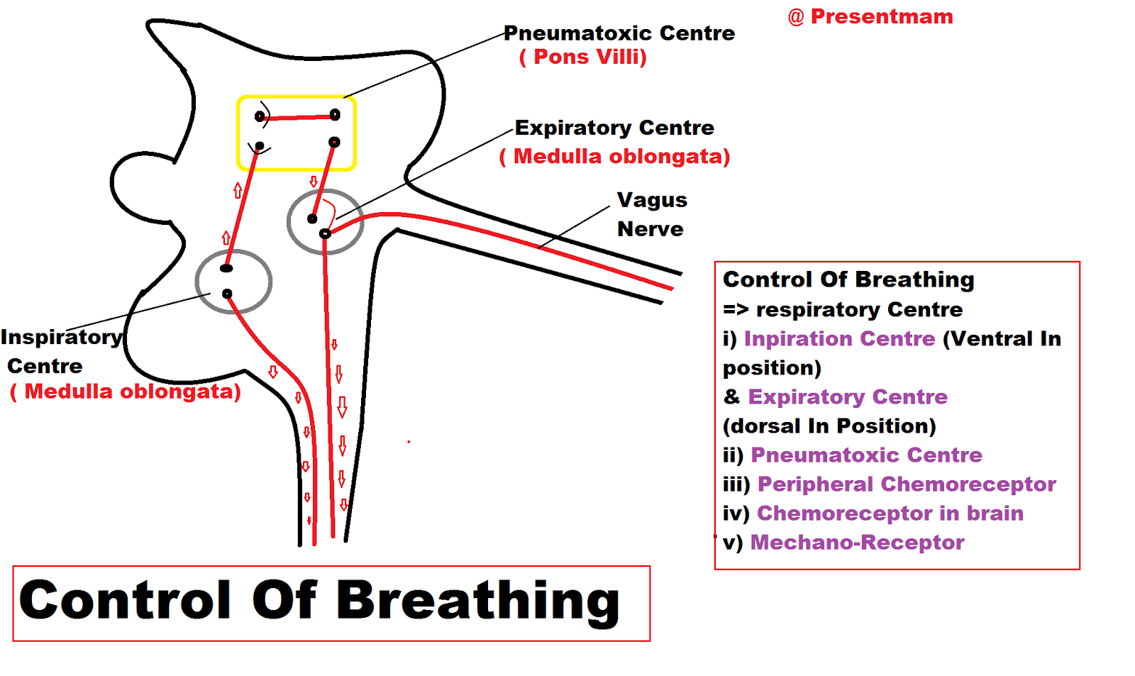 Respiration , Breathing & it's Regulation new world " CREATED"