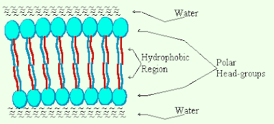 phospholipids bilayer