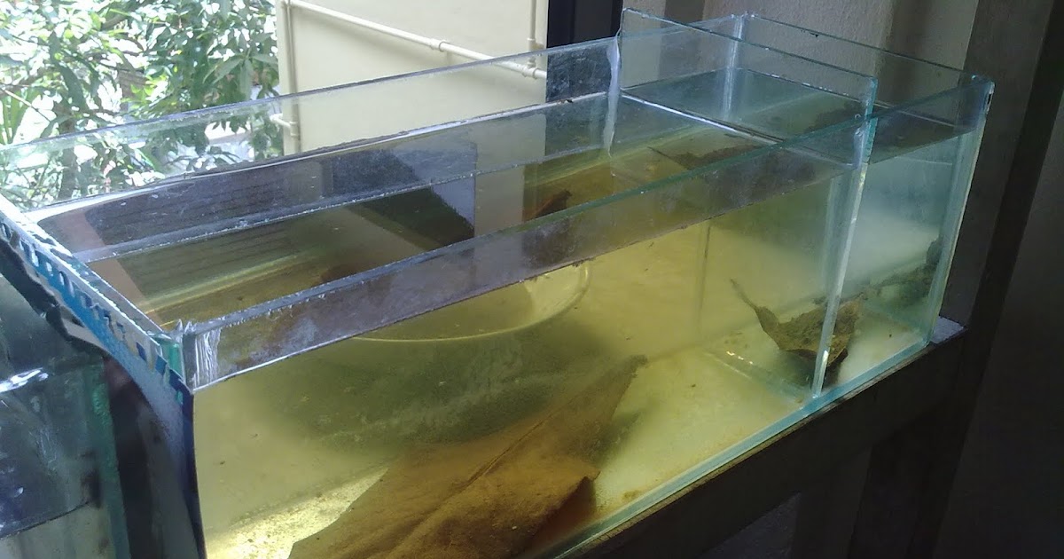 Beh Brunei Betta Portable breeding tanks