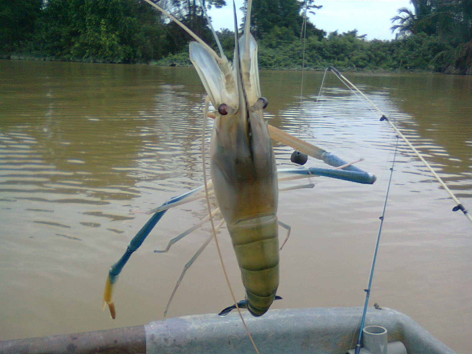 Fishing World Prawn Fishing in Kg. Jorak Muar Johor Malaysia