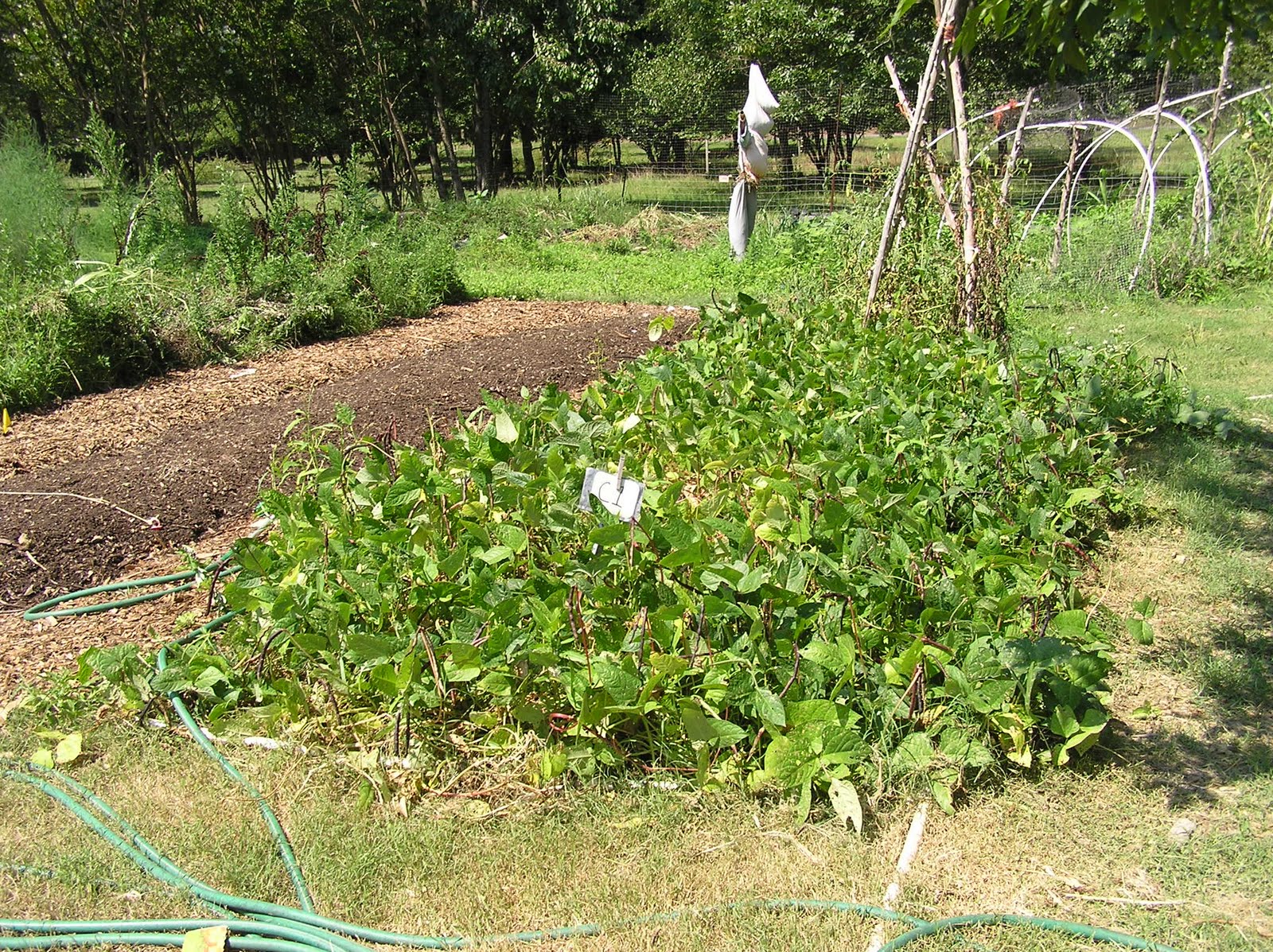 crowder peas