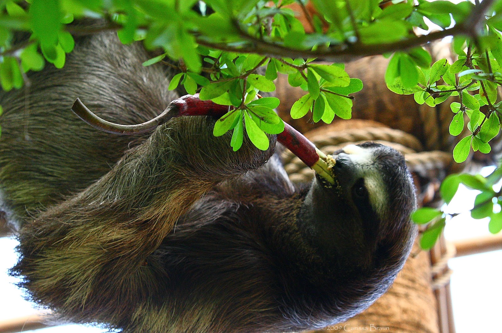 Nature Photography and Facts Brownthroated Threetoed Sloth