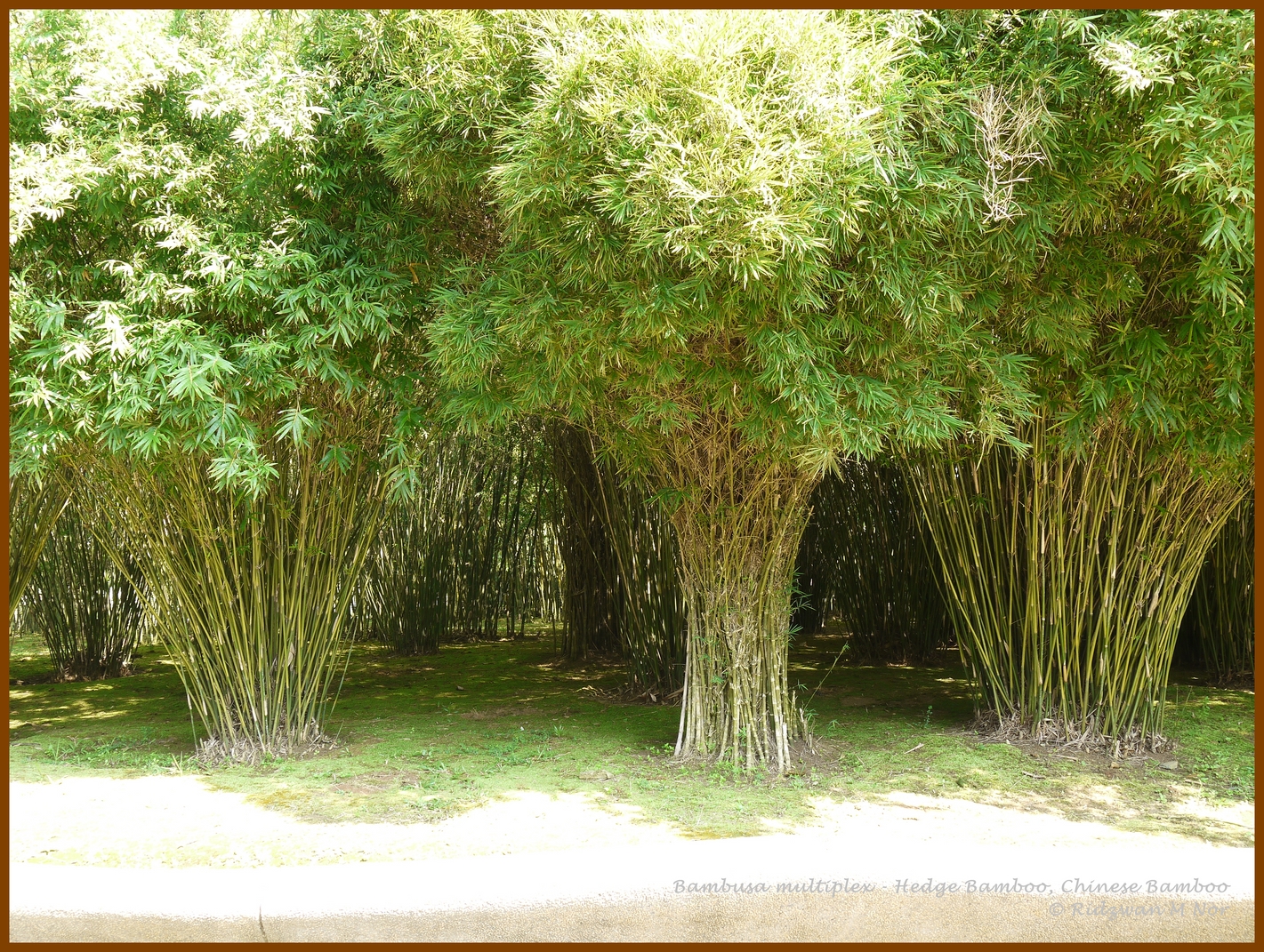 bambusa JungleKey.fr Image 50