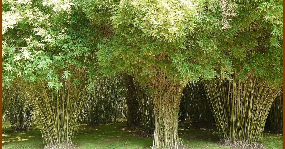 Flowers Around Us by Ridzwan MN Bambusa multiplex, Hedge Bamboo