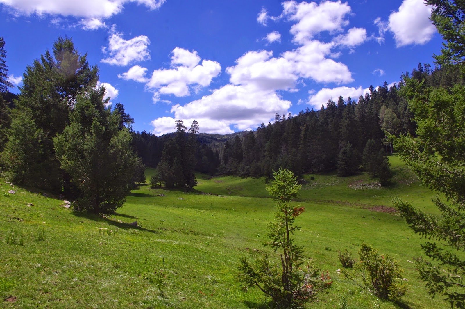 Southern New Mexico Explorer Lucas Canyon Trail ( FT 251) Lincoln