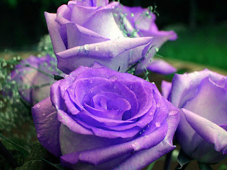 سجل حضورك بأجمل وردة 2 - صفحة 19 Lavender+rose
