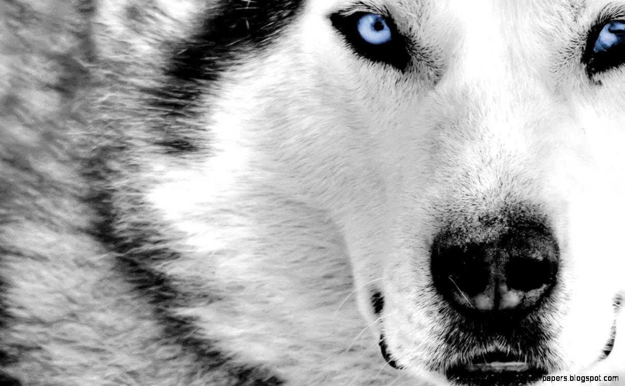 25 Best and Beautiful Collection of WideScreen Wallpapers 25 Best and Beautiful Collection of WideScreen Wallpapers